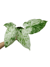 Alocasia Macrorrhiza Splash